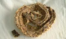 PCR方法在蕲蛇中的鉴别实践论文