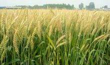 浅析作物抗旱栽培方法论文