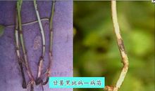 甘薯茎线虫病的识别与防治技术论文