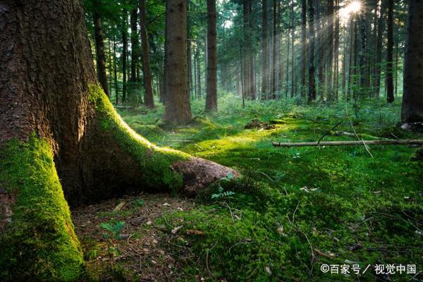 重点中学初一新生月考优秀作文展播:仰望大树 2
