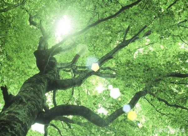 重点中学初一新生月考优秀作文展播:仰望大树