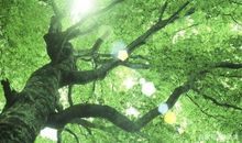 重点中学初一新生月考优秀作文展播：仰望大树