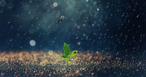 郑州东方作文学生作品：《雨》