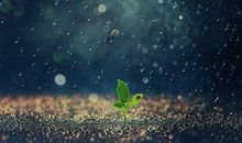 郑州东方作文学生作品：《雨》