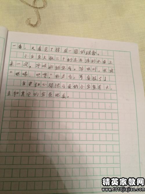 给鱼儿换水 日记一篇600字