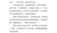 五年级作文介绍一种事物500字：小仓鼠