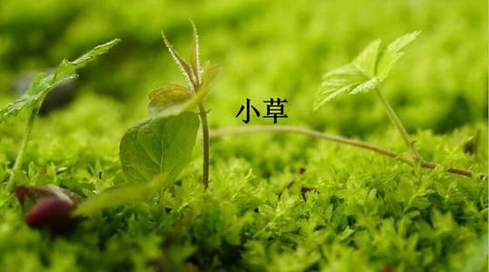 小草感怀散文