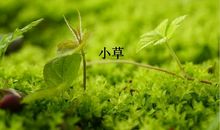 小草感怀散文