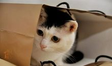 优秀作文|| 周小曼：没想到我是这样一只猫