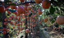 四年级作文：秋天的果园