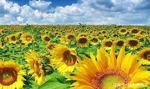 初一作文：美丽的四季