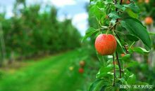 初二作文：越来越成熟的我