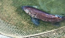 小学生优秀作文：钓鱼趣事