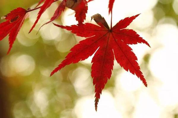 做人如作文，需要挑毛病 5