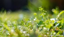 想要写好作文离不开阅读和摘抄，请收藏关于夏天的好句好段