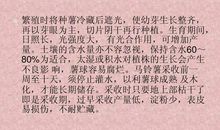 玫瑰观察日记一则 观察玫瑰日记300字