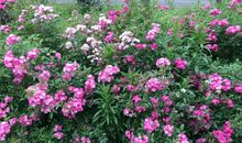 原创学生作文：《奇妙的旅行》