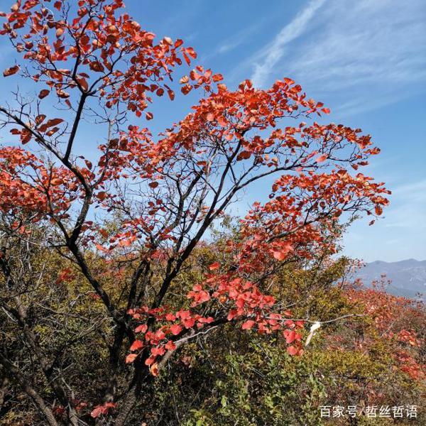 人的伟大之处,在于跌倒了再爬起来(读后感)
