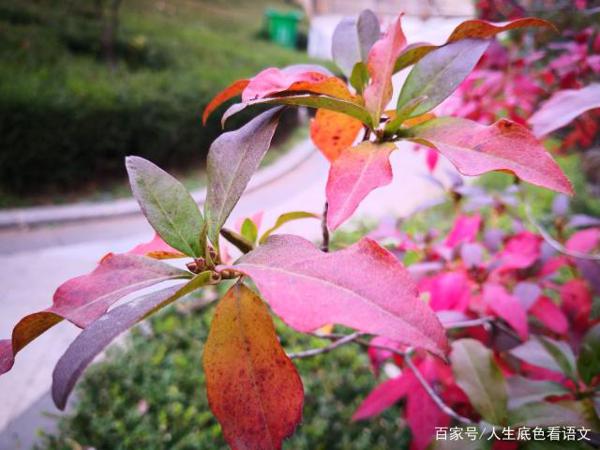 5个招法,打造个性化记叙文,中考作文就要拿高分 1