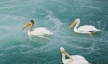 小学生优秀作文：丑小鸭的故事