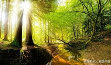 《森林报》读后感、《森林报》读书心得、《森林报》读书体会