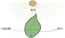 鱼用青饲料的饲用价值与运用请求论文