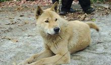 我家的大黄狗 初中生小狗作文500字