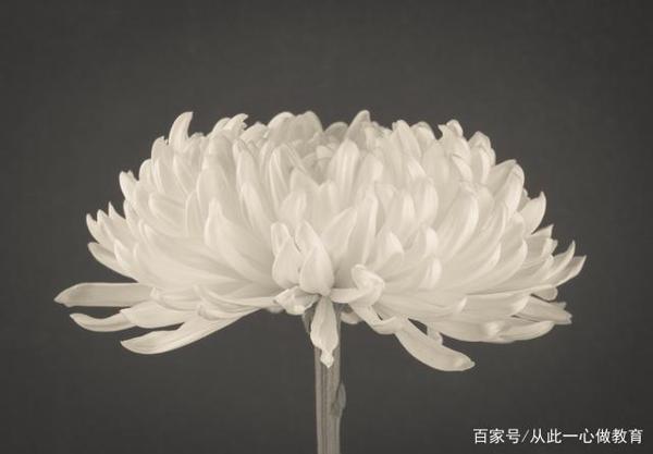 可以写进作文里的古文素材之草木