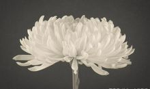 可以写进作文里的古文素材之草木