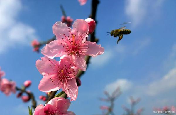 仿叶圣陶《荷花》写三年级第一单元作文“我的植物朋友”