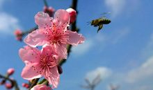 仿叶圣陶《荷花》写三年级第一单元作文“我的植物朋友”