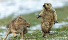 小学生作文虽然幼稚，但有些创意大人却想不到，例如：吃牙补钙！