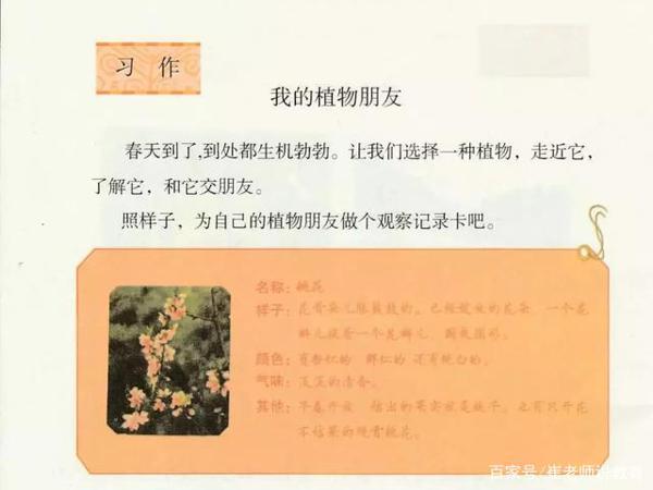 仿叶圣陶《荷花》写三年级第一单元作文“我的植物朋友” 1