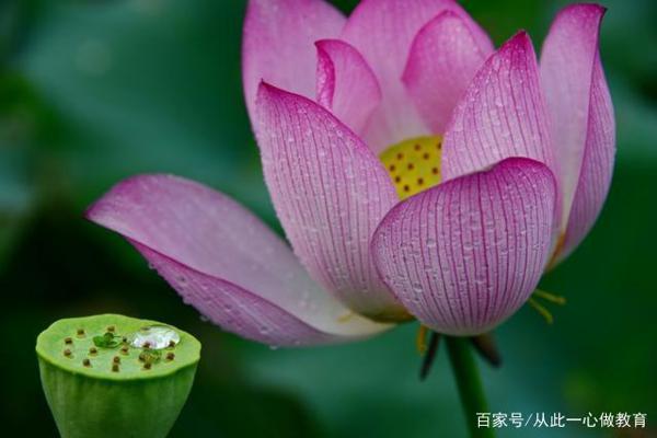 可以写进作文里的古文素材之草木 1