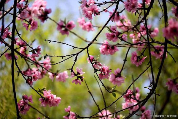 仿叶圣陶《荷花》写三年级第一单元作文“我的植物朋友” 3