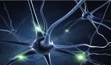 神经组织修复中神经营养因子BDNF的运用论文