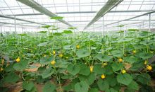 墙体绿化中蔬菜品种的运用论文