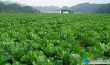 西藏蔬菜制种中三系配套法的运用及展望论文