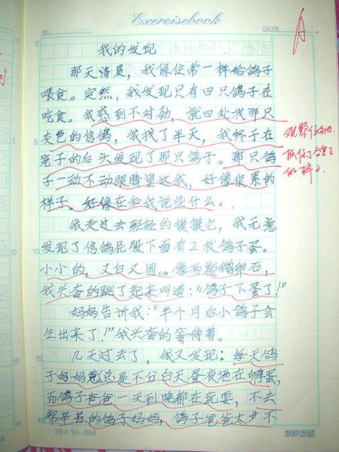 胆小的我 养鸽子趣事作文300字