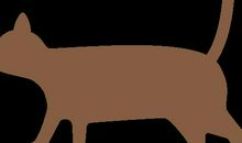 你会写状物作文吗？三步掌握“借物抒情”的写作手法！