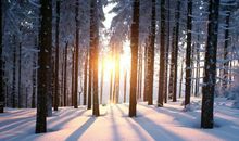 有关“冬天”主题作文：《冬》