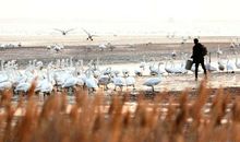 「百家号鼠你红」四年级小学生写的读后感，后面是老师的评析指导