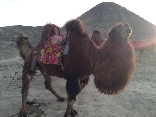 漫步丝绸路，精彩陇上行 我的沙漠之旅作文700字