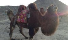 漫步丝绸路，精彩陇上行 我的沙漠之旅作文700字