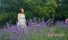 在花丛中照相 四年级记叙文300字