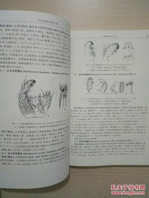 天目山――昆虫们的家 天目山旅游作文400字