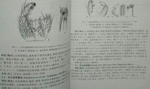 天目山――昆虫们的家 天目山旅游作文400字