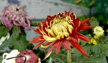 我与菊花 初中生讨论菊花的作文