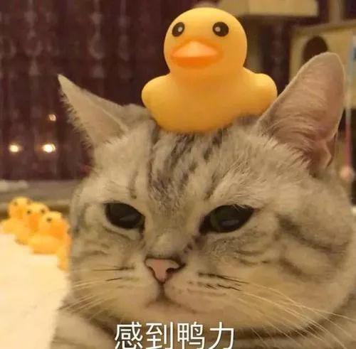 英语作文靠模板靠谱吗？ 1