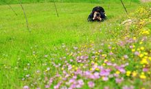 春游作文素材大全